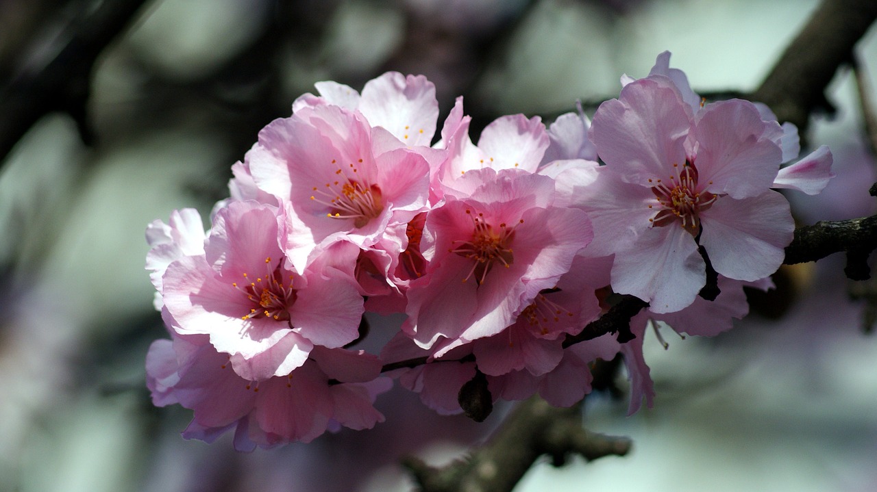 spring peach blossom blossom free photo