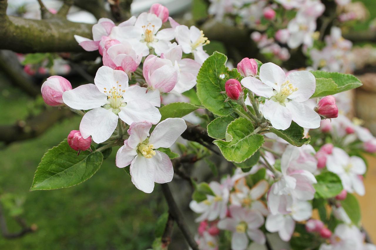 spring cherry flowering free photo