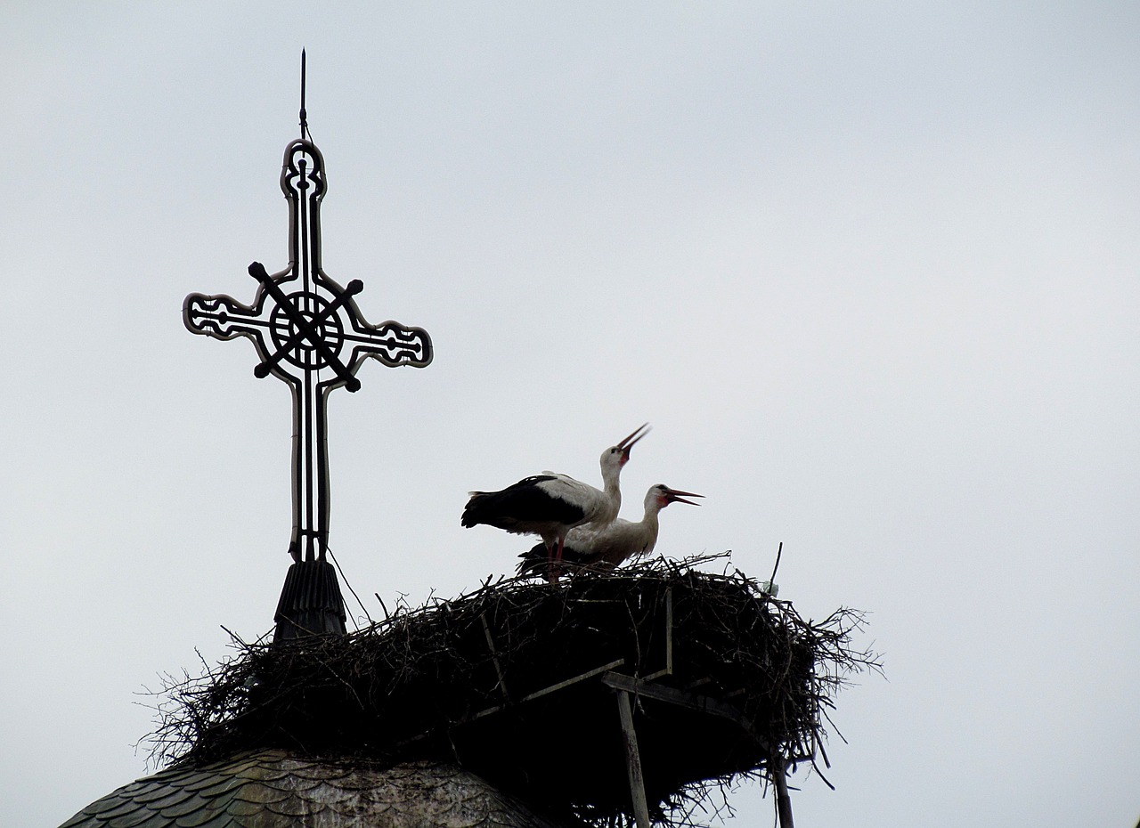 spring birds church free photo