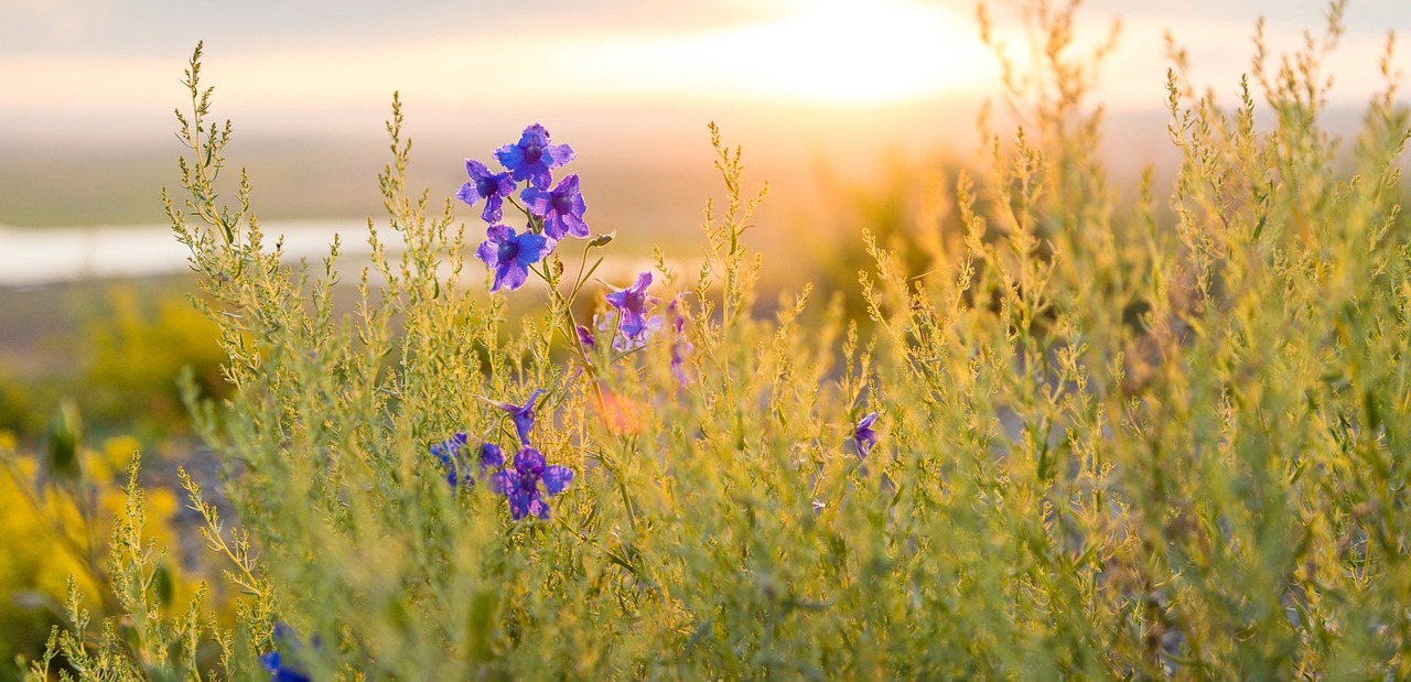 spring flowers sun free photo