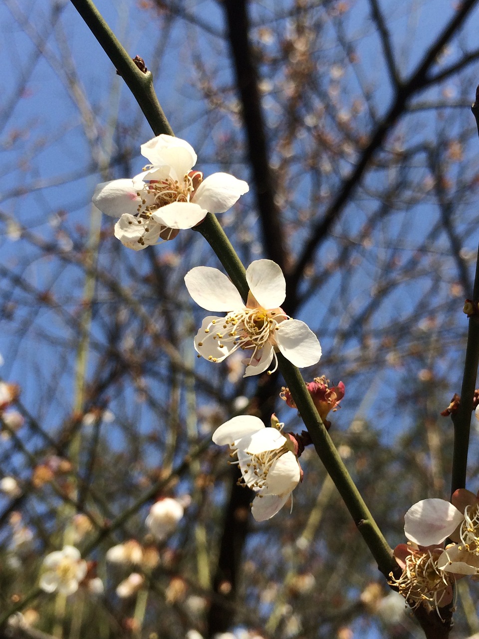 spring plum blossom blue sky free photo