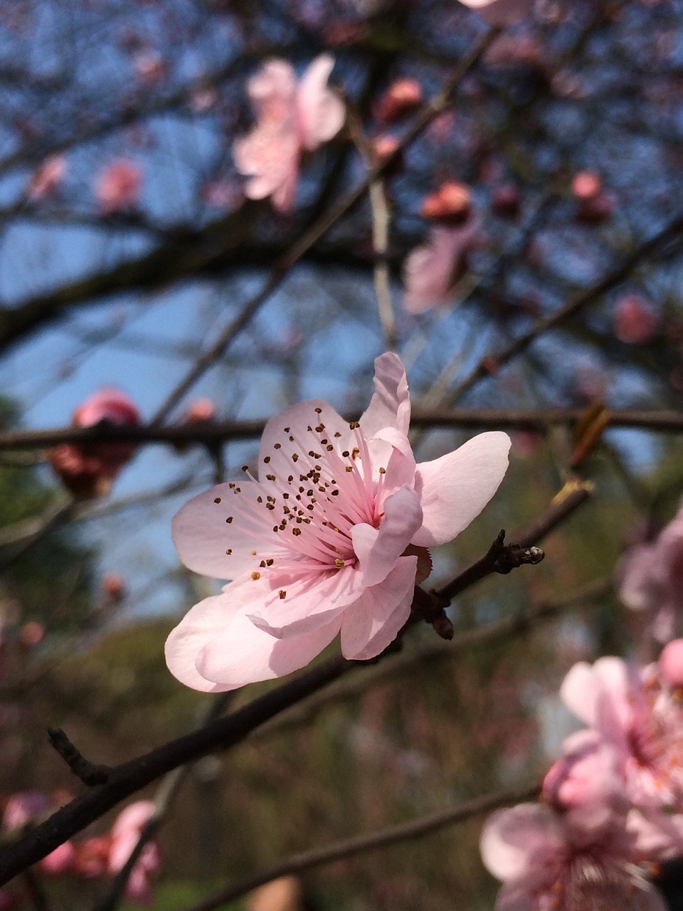 spring plum blossom blue sky free photo