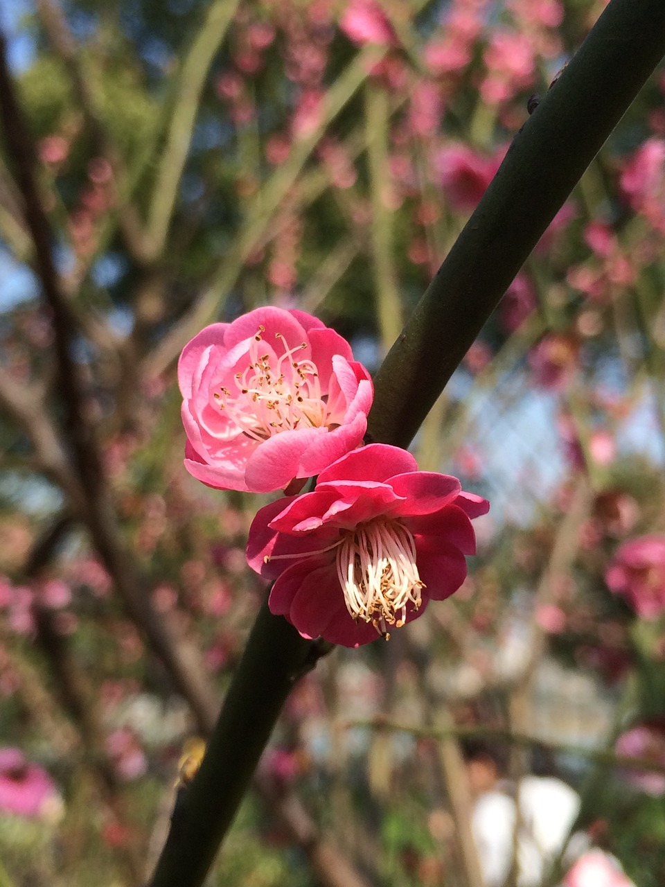 spring plum blossom blue sky free photo