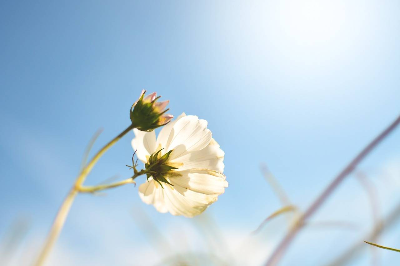 spring spring flowers flowers free photo