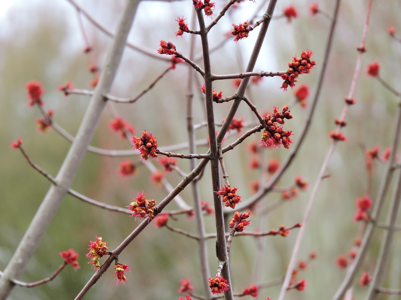 spring blooming nature free photo