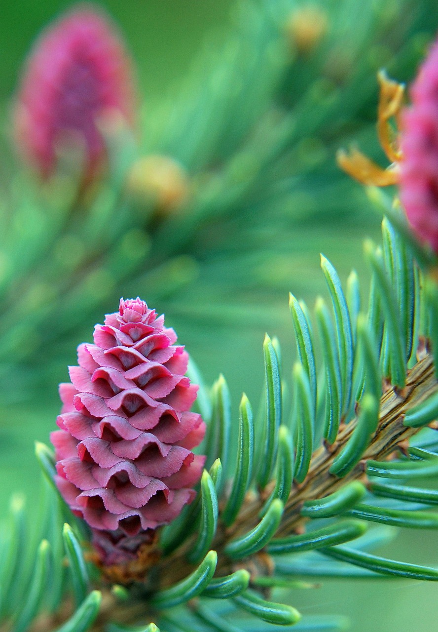 spring pine sprouting free photo