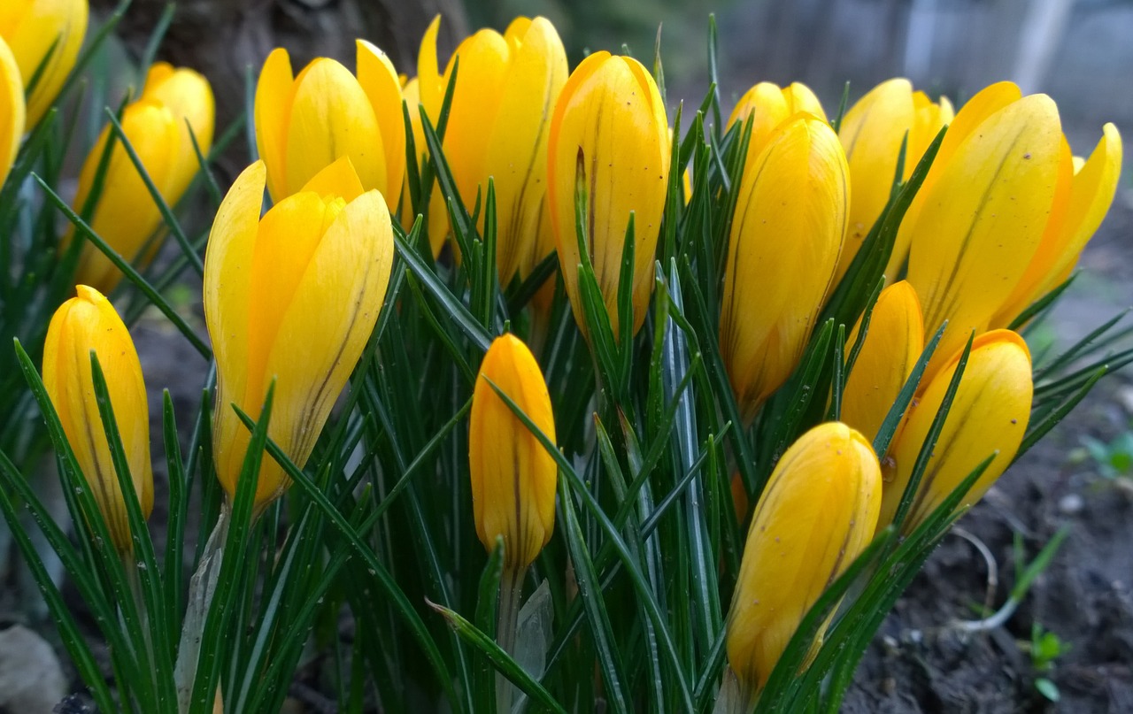 spring crocus flower free photo