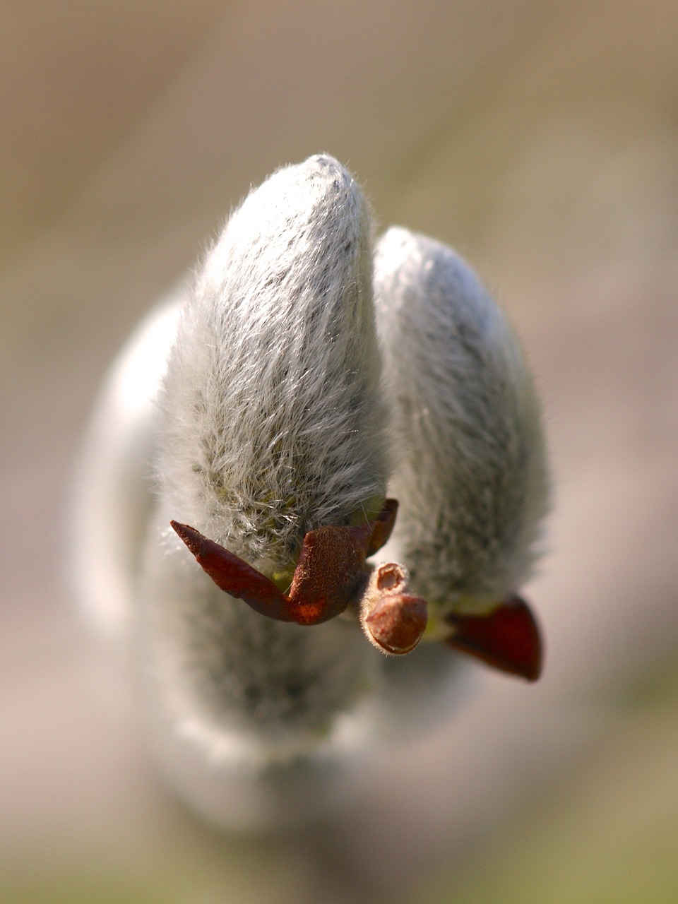 spring willow catkin grazing greenhouse free photo