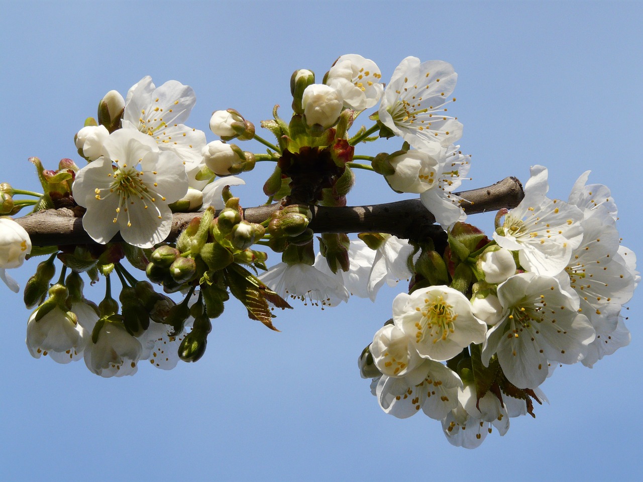 spring flowers the buds free photo