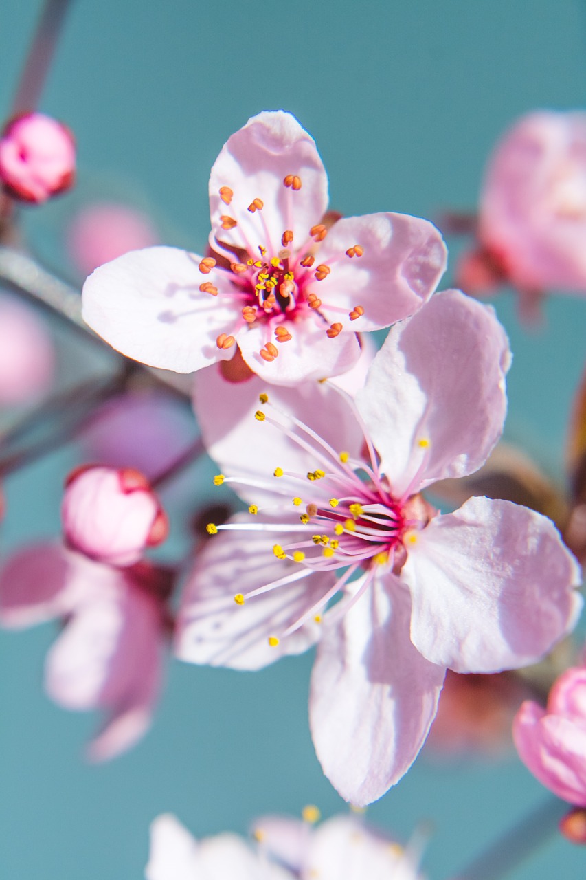 spring cherry blossom spring flower free photo