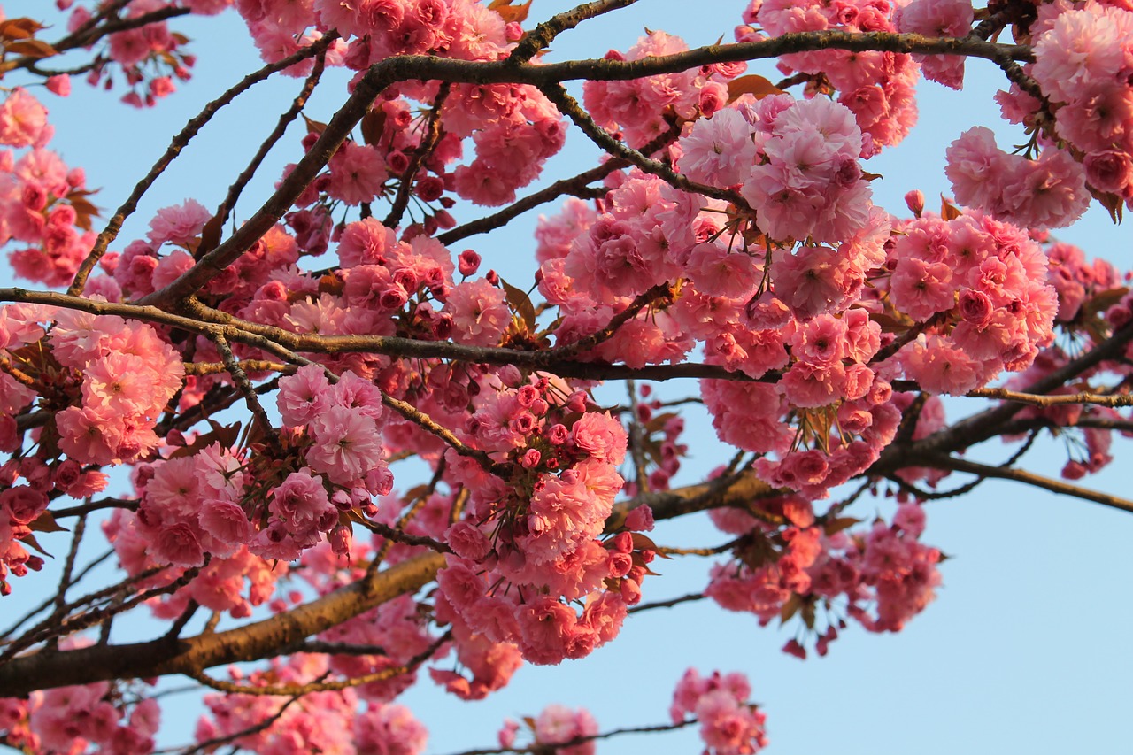 spring cherry blossom cherries free photo