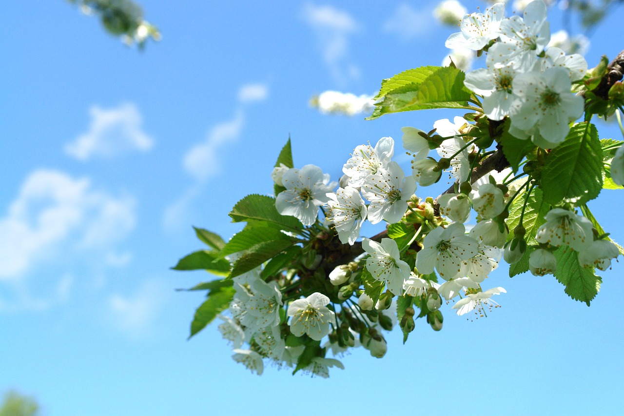 spring flowers nature free photo