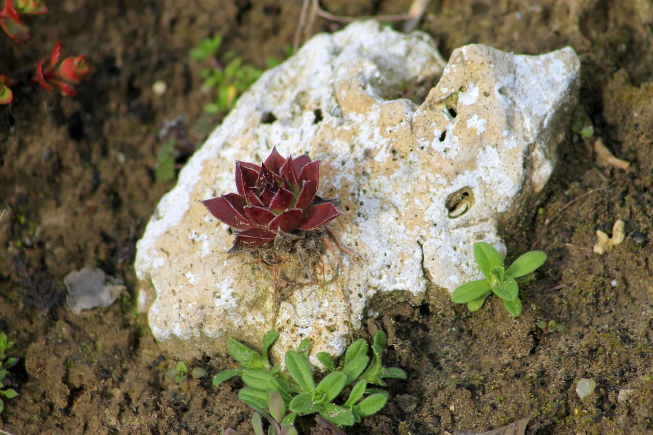 spring stonecrop stone free photo