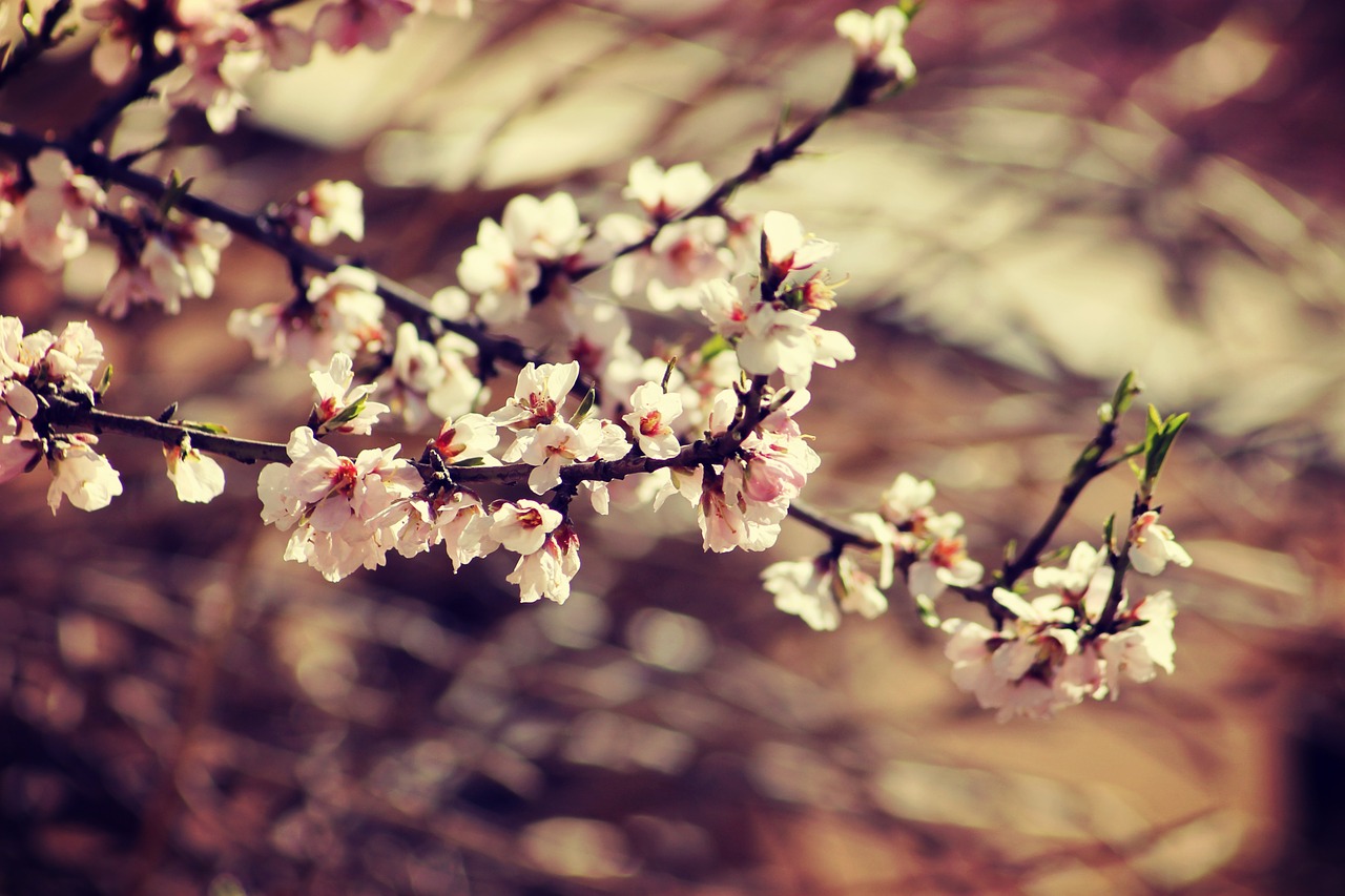 spring bloom branch free photo