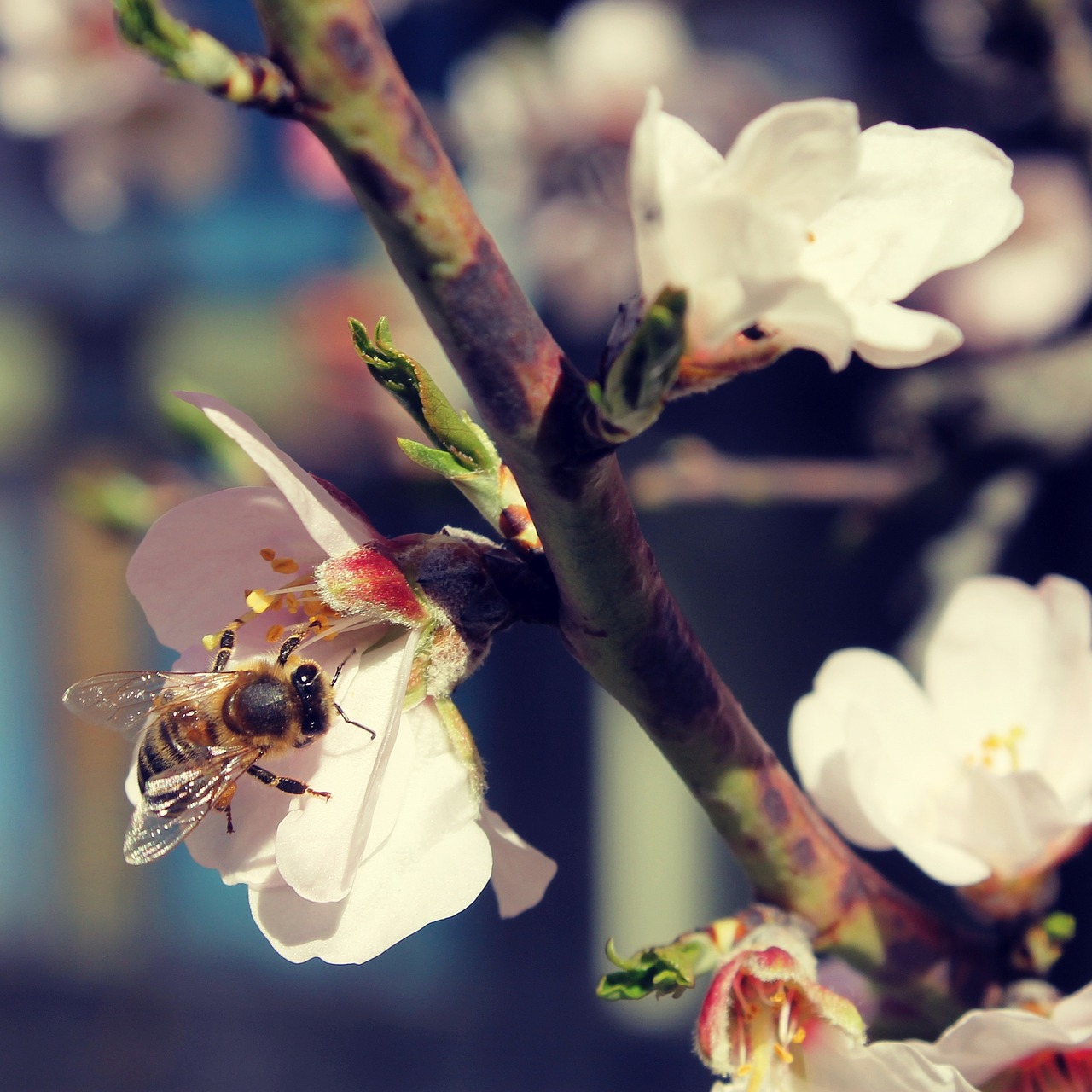 spring bloom branch free photo