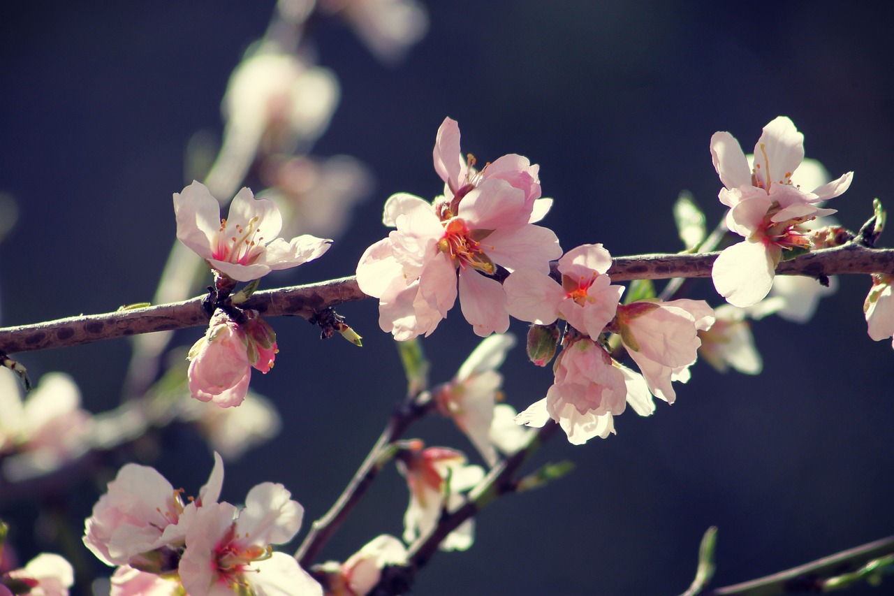 spring bloom branch free photo