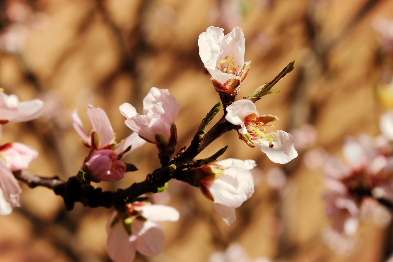 spring bloom branch free photo