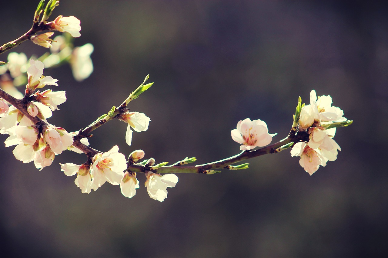 spring bloom branch free photo