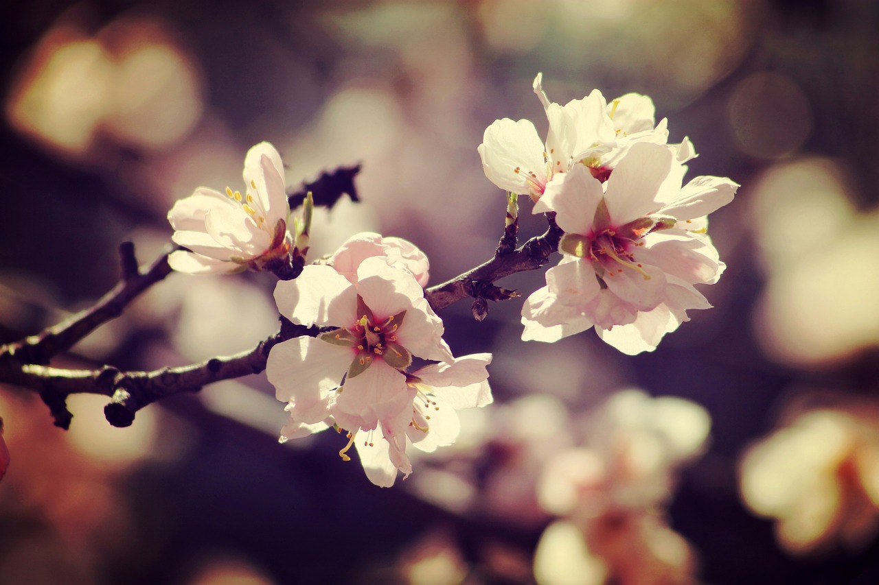 spring bloom branch free photo