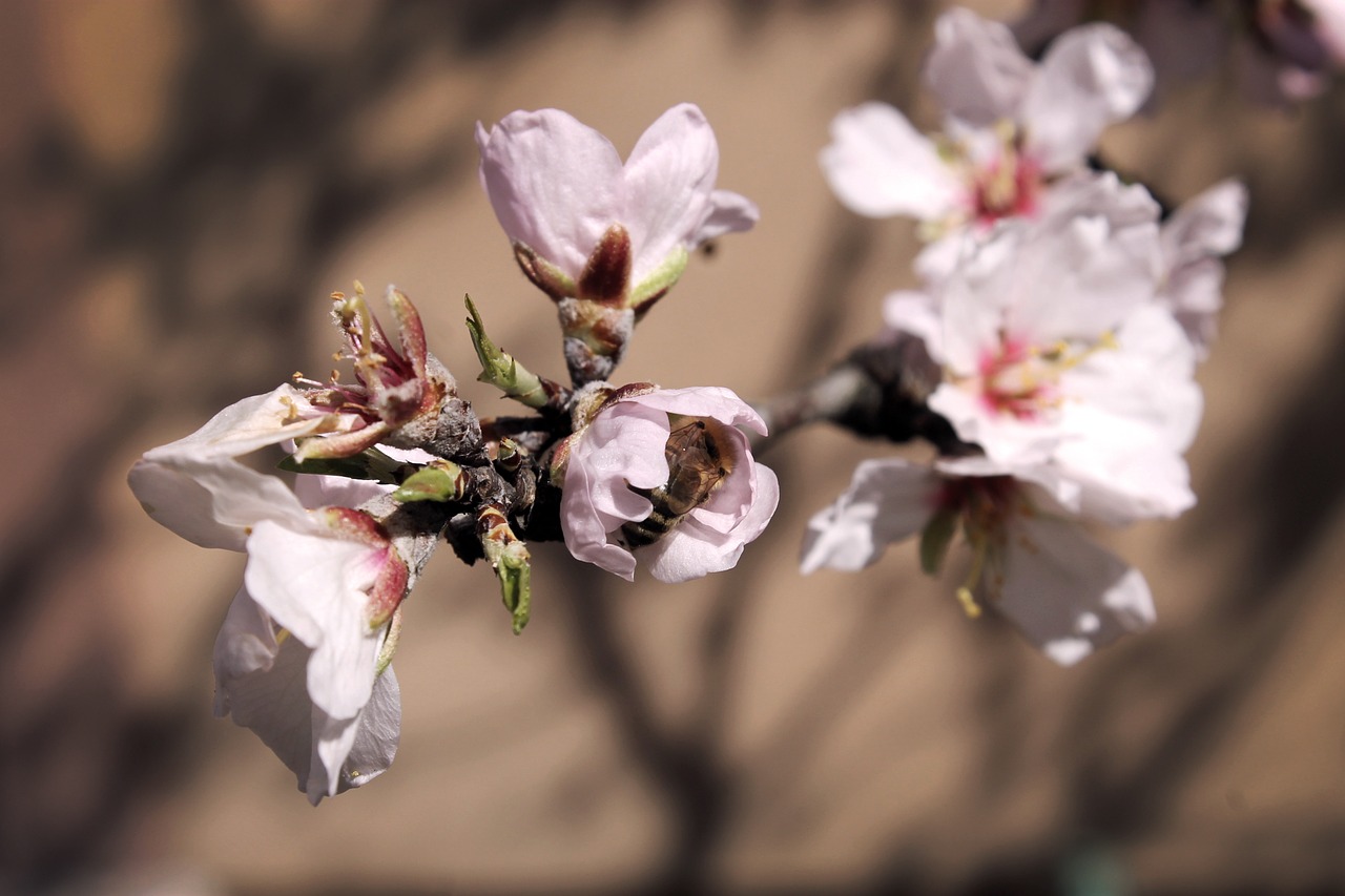 spring bloom branch free photo