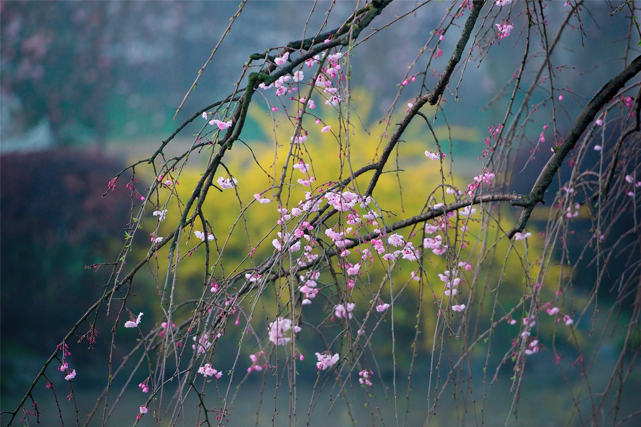 spring cherry blossom flower free photo