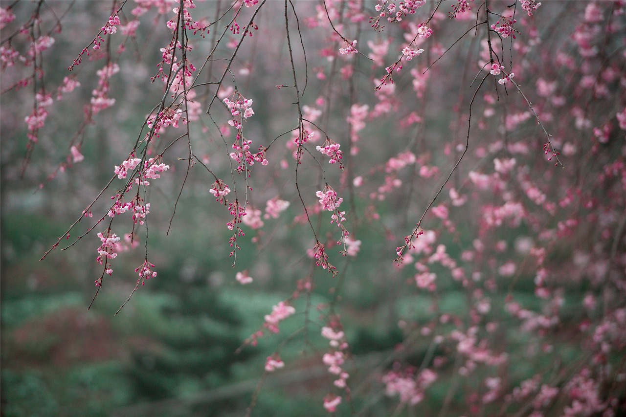 spring cherry blossom flower free photo