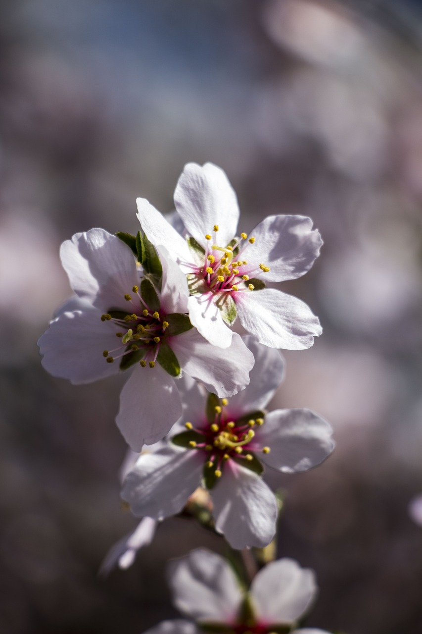 spring flower white free photo