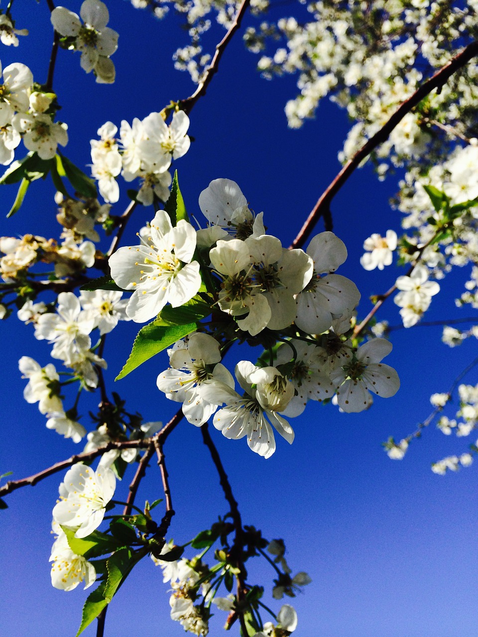 spring bloom garden free photo