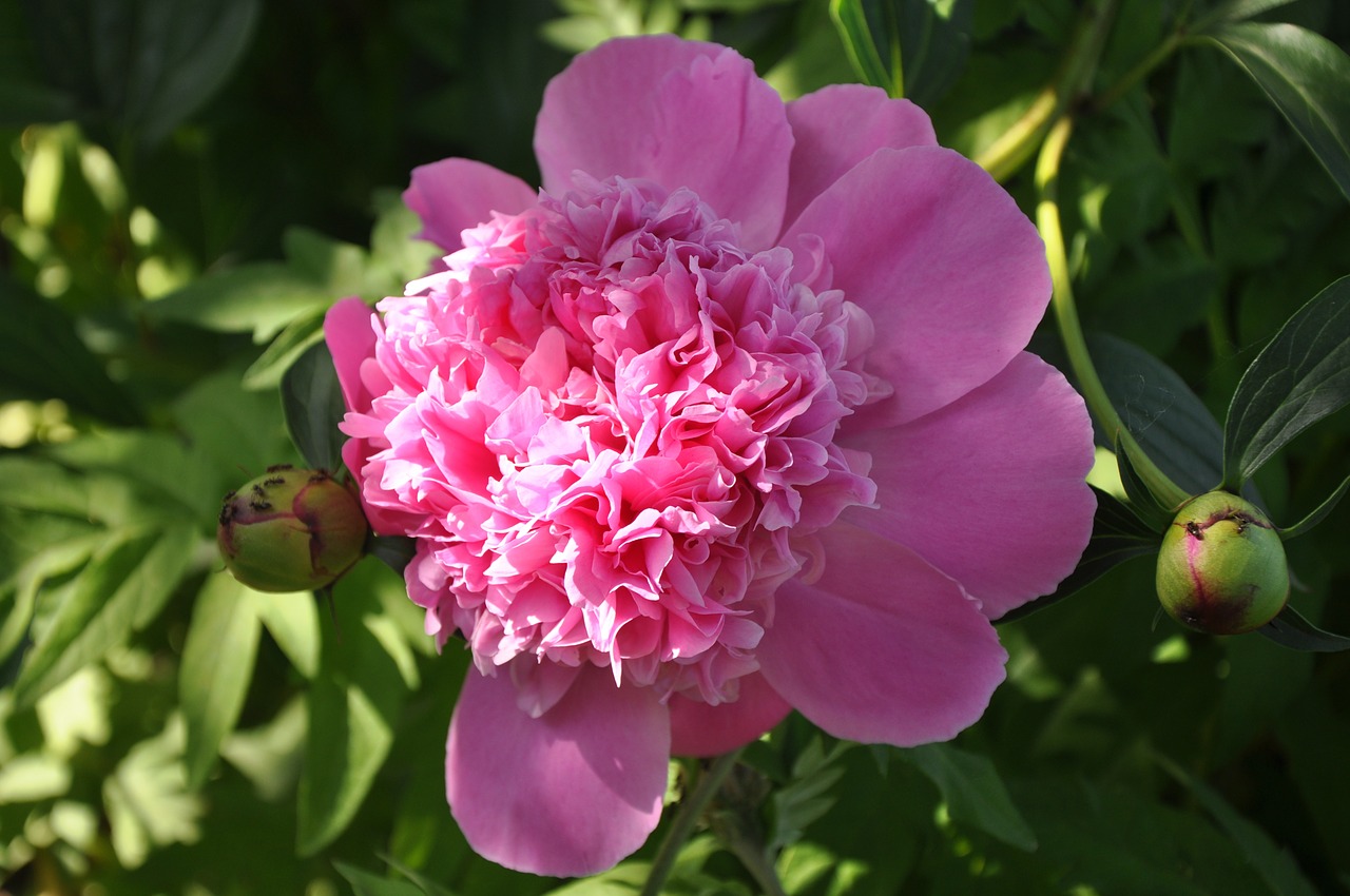 spring peony garden free photo