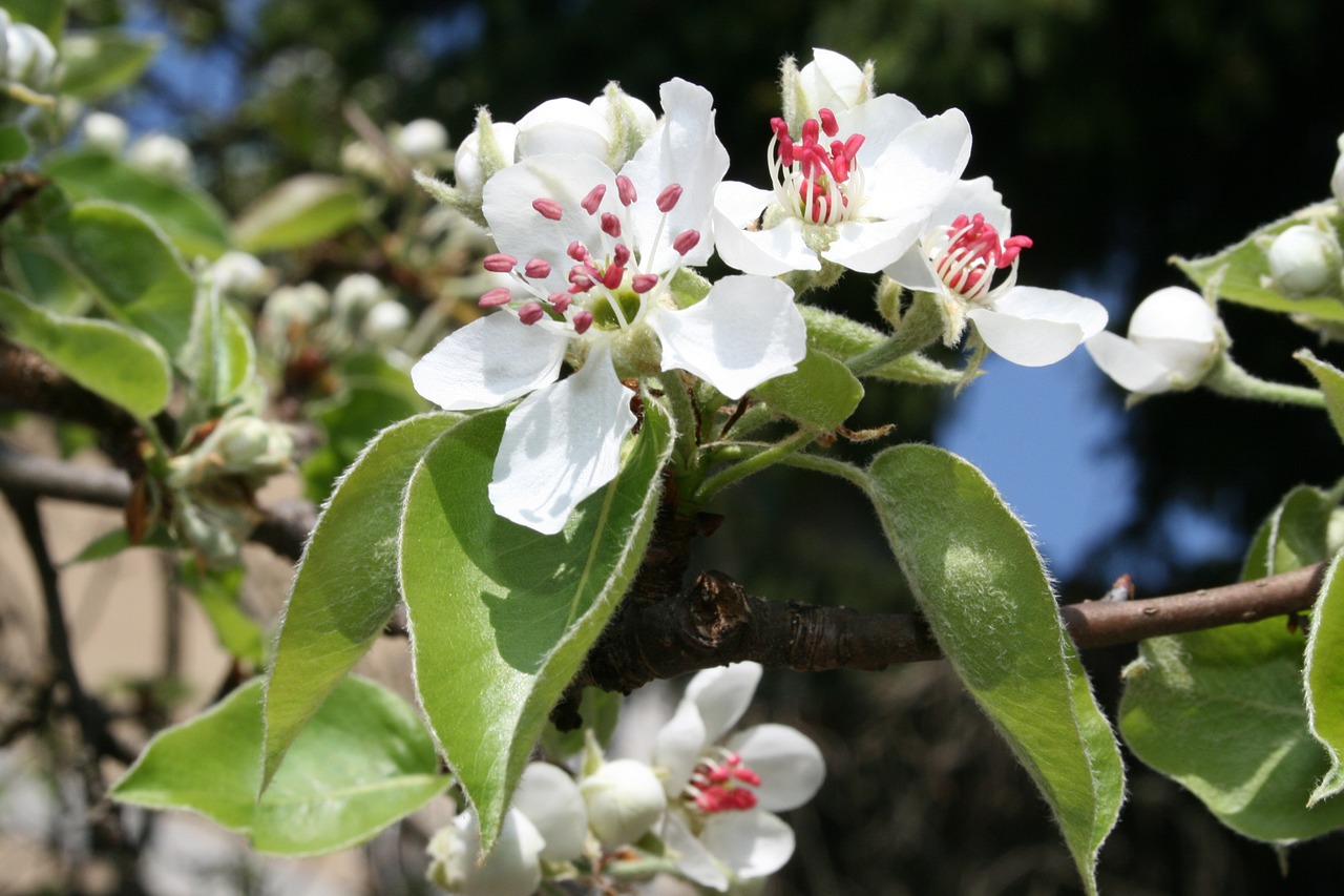 spring flowers spring awakening free photo