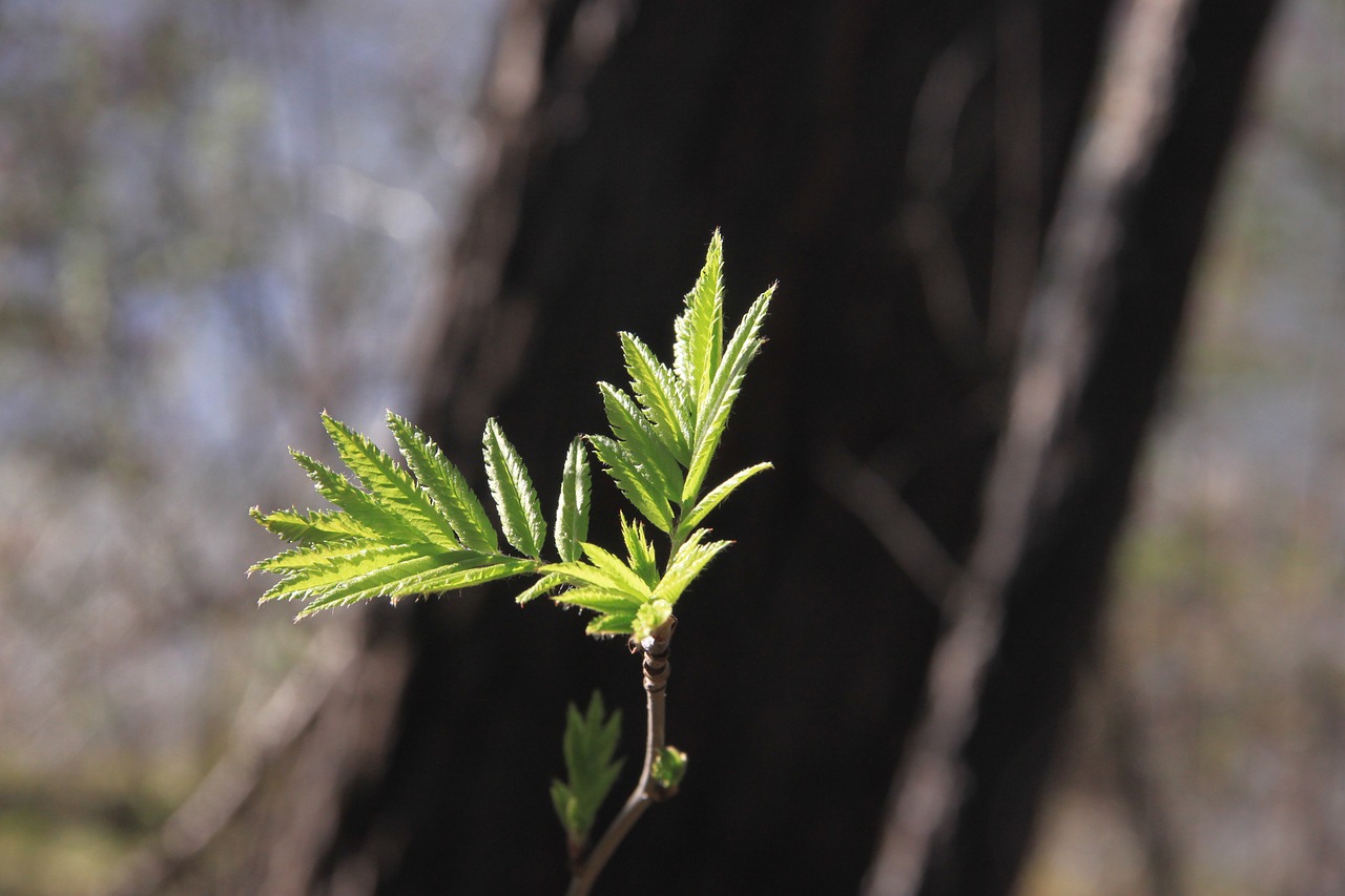 spring sheet tree free photo