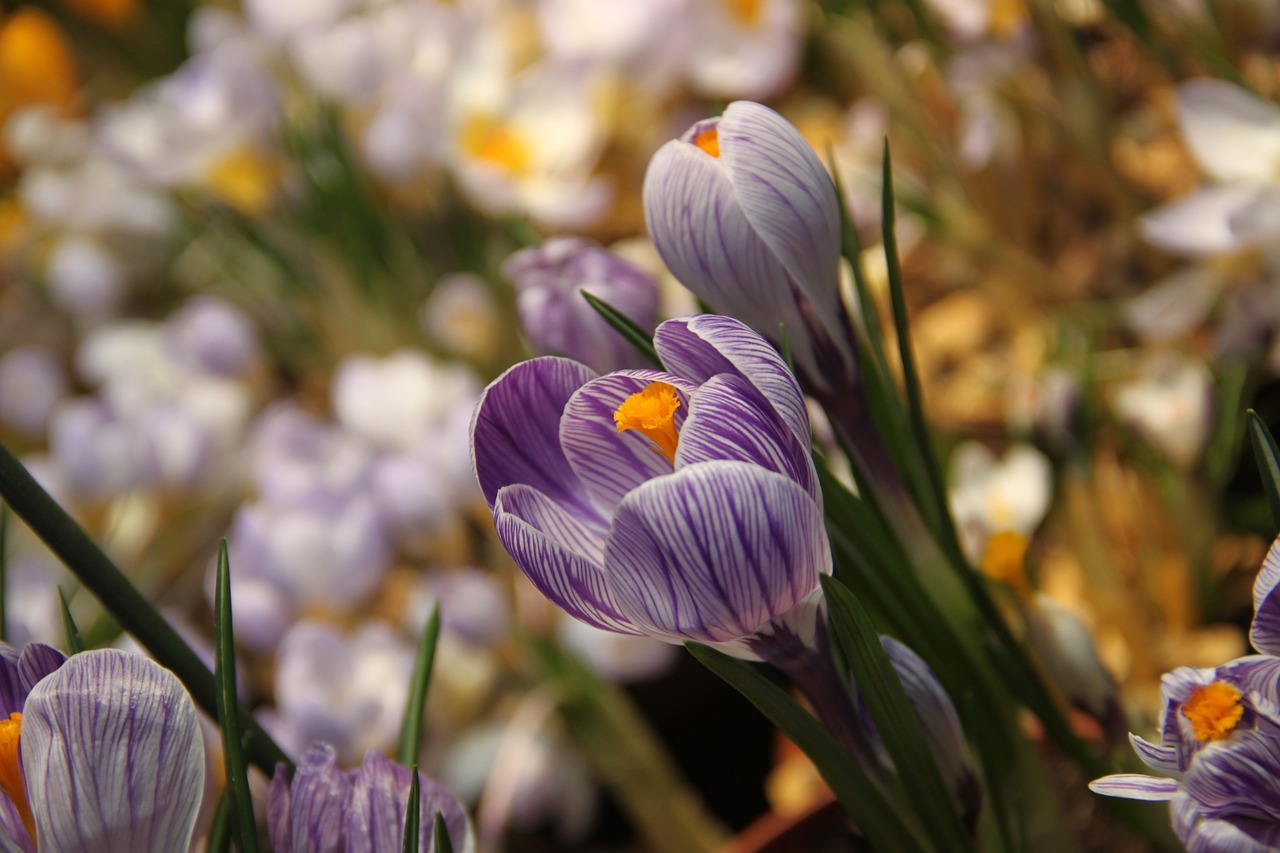 spring crocus flower free photo