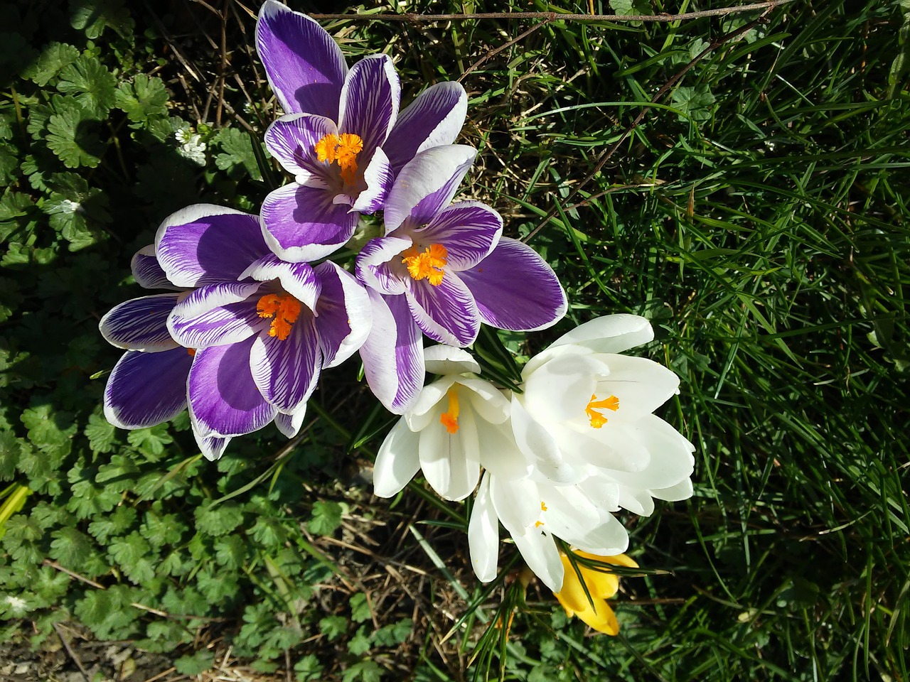 krokus spring wiosna free photo