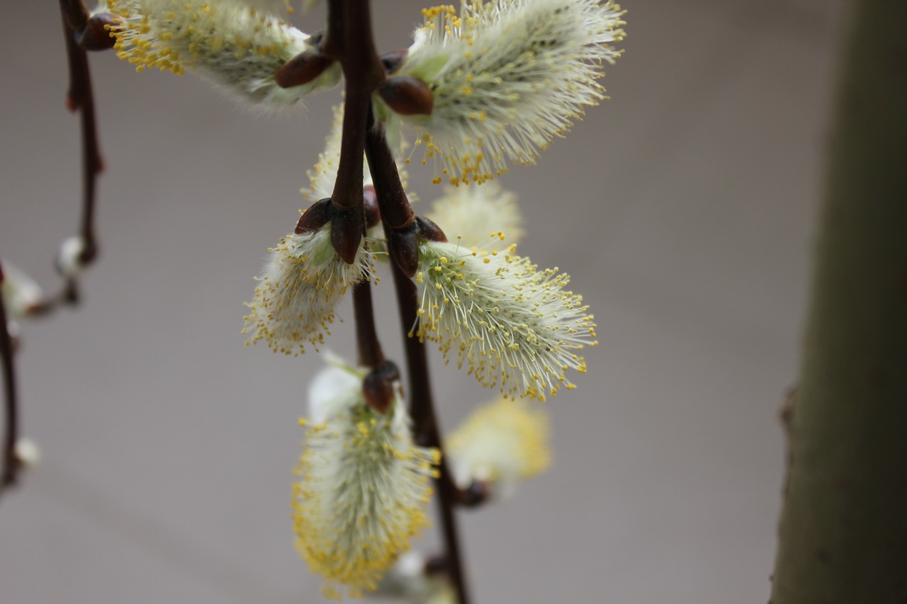 spring plant flowering free photo