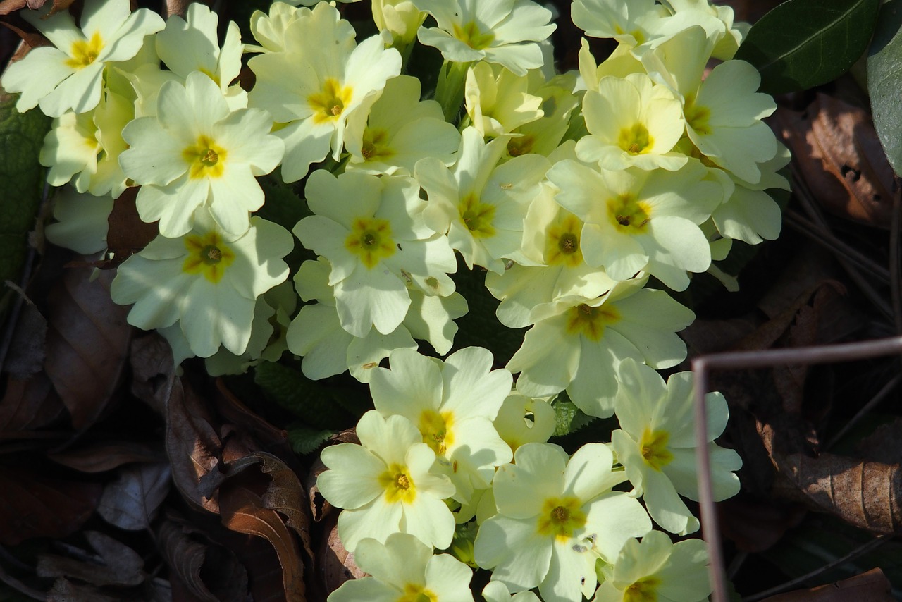 spring primrose plant free photo