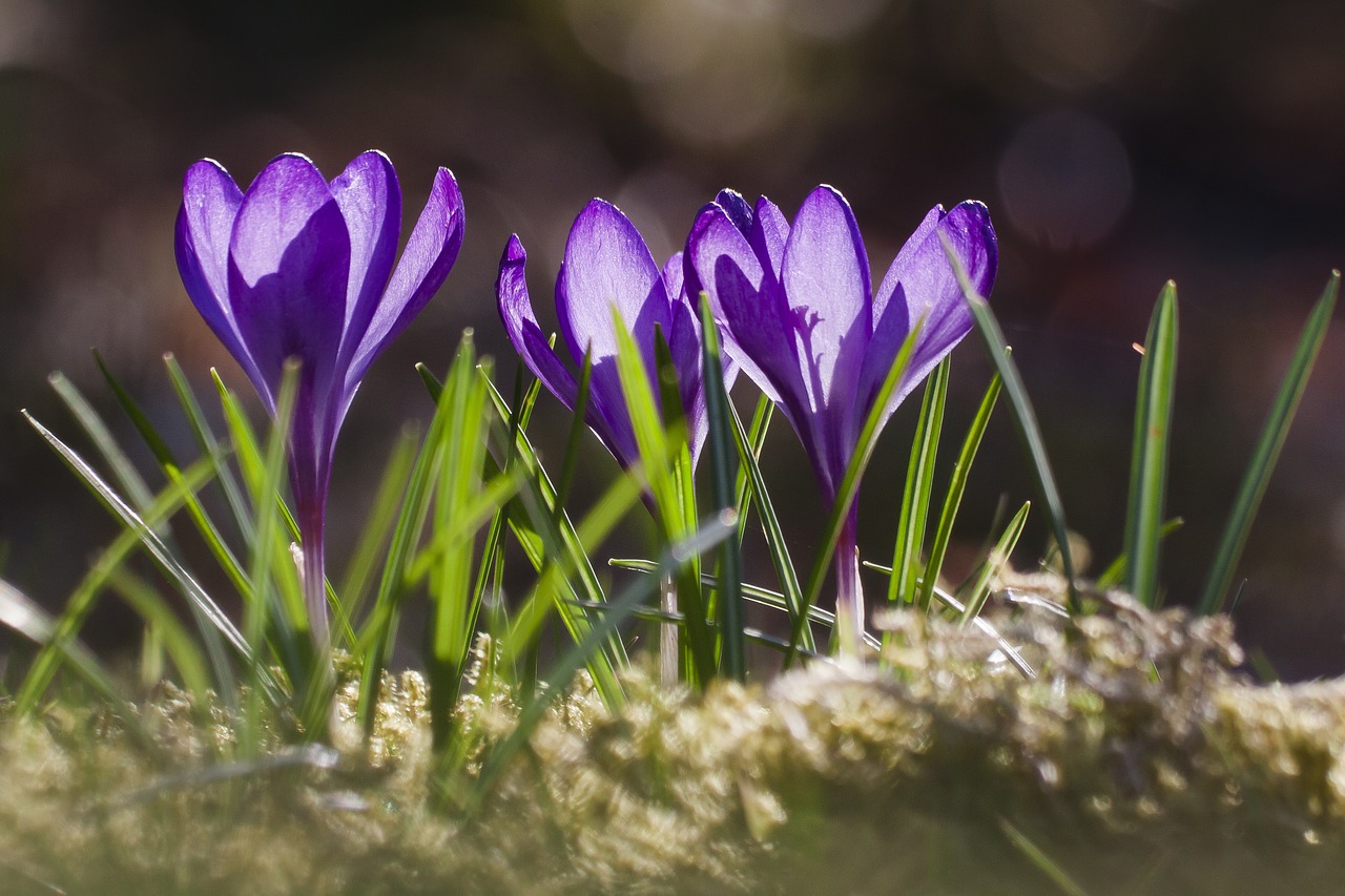 spring crocus schwertliliengewaechs free photo