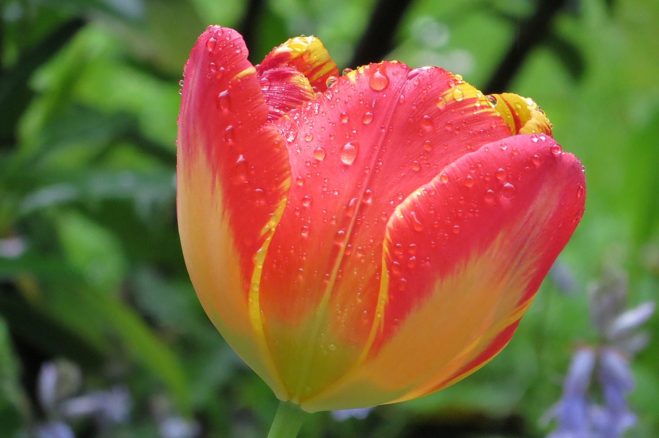 spring tulip garden free photo