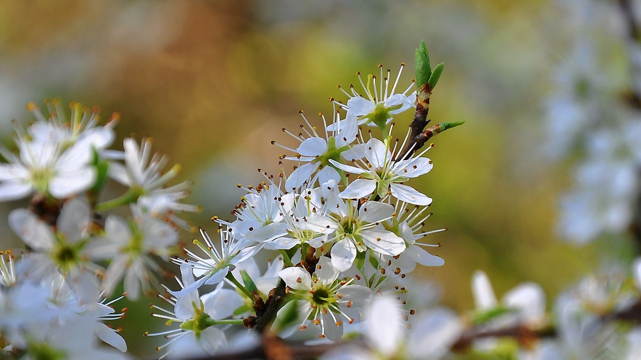 spring meadow sunshine free photo