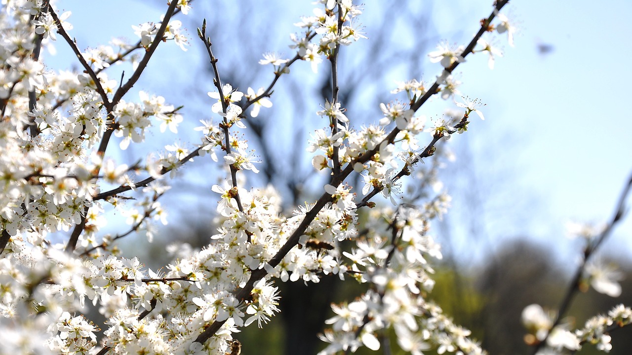 spring meadow sunshine free photo