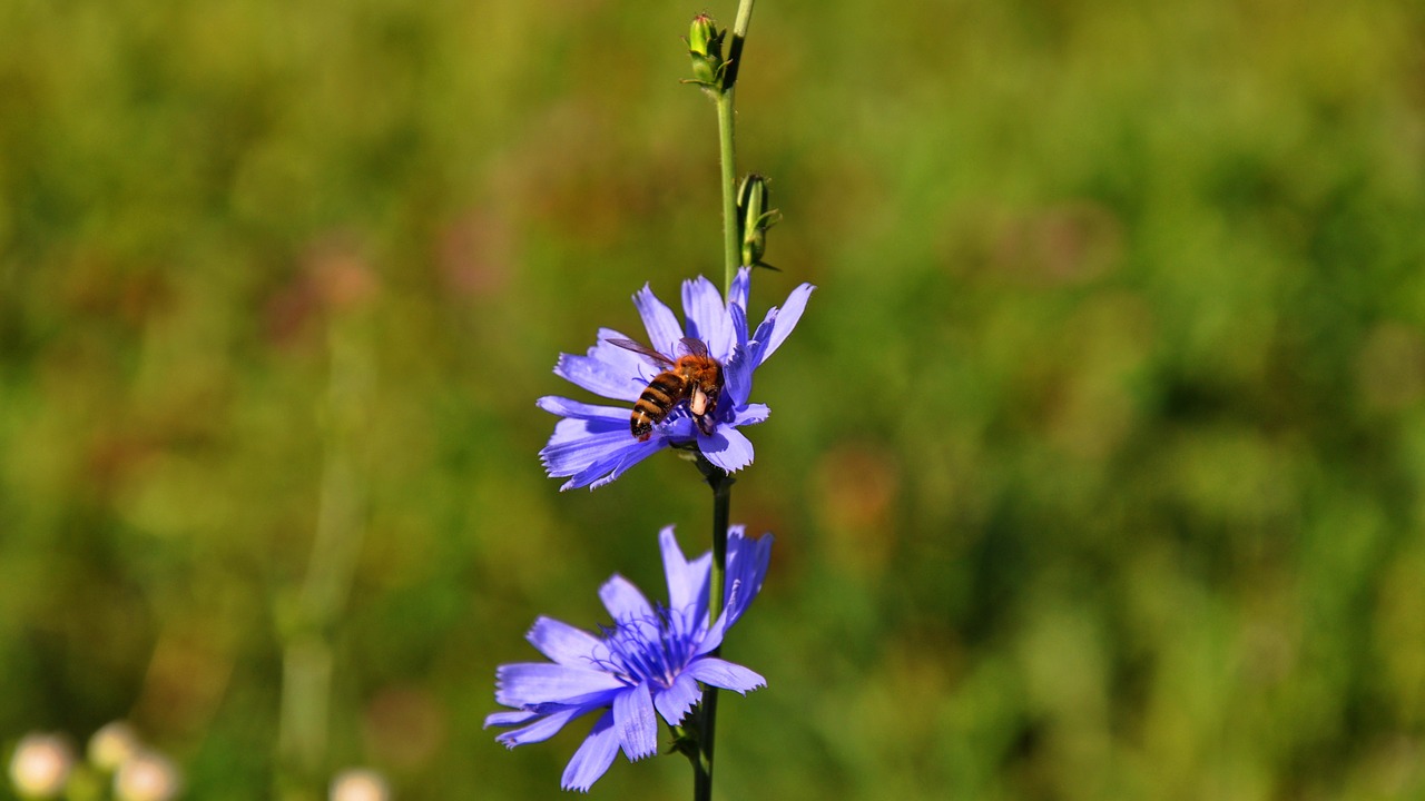 spring meadow sunshine free photo