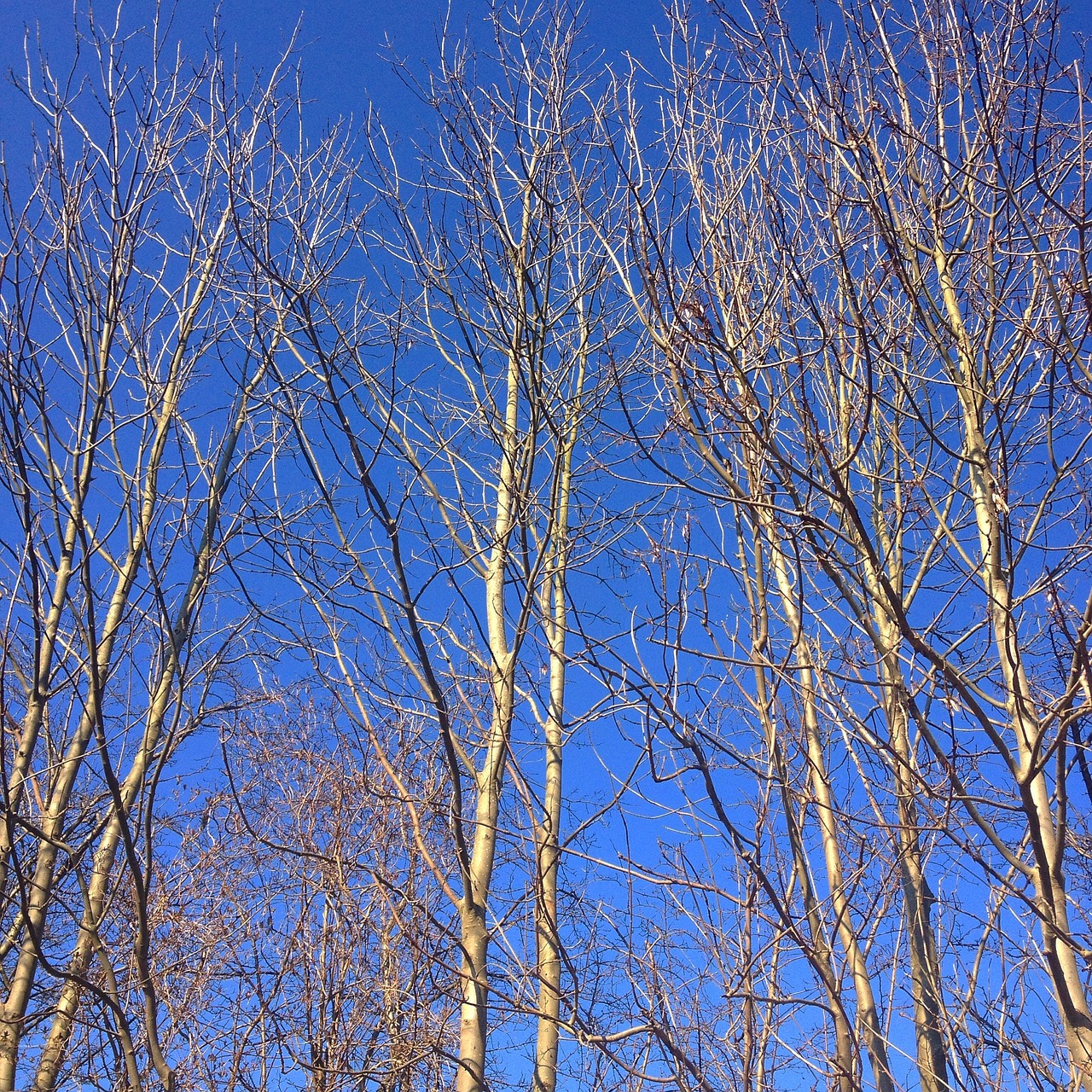 spring trees sky free photo