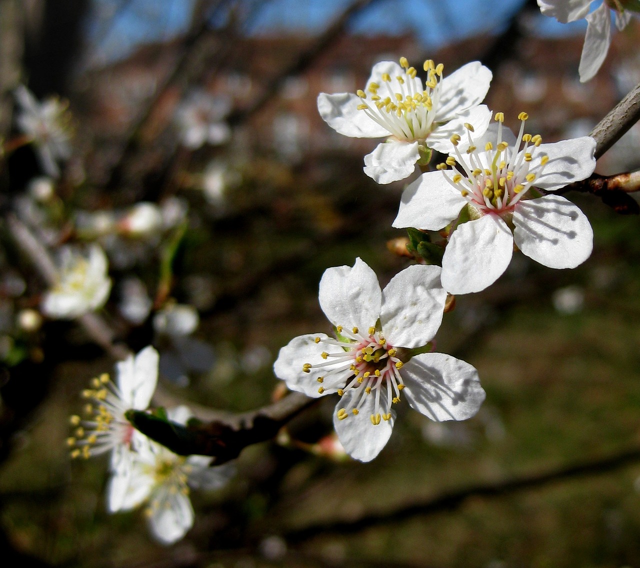 flowering tree white flowers spring free photo