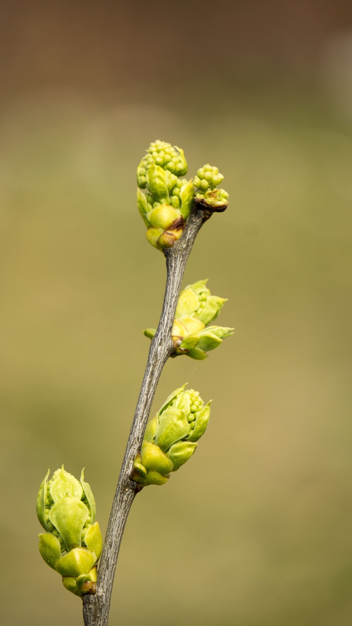 spring takeshi bud free photo