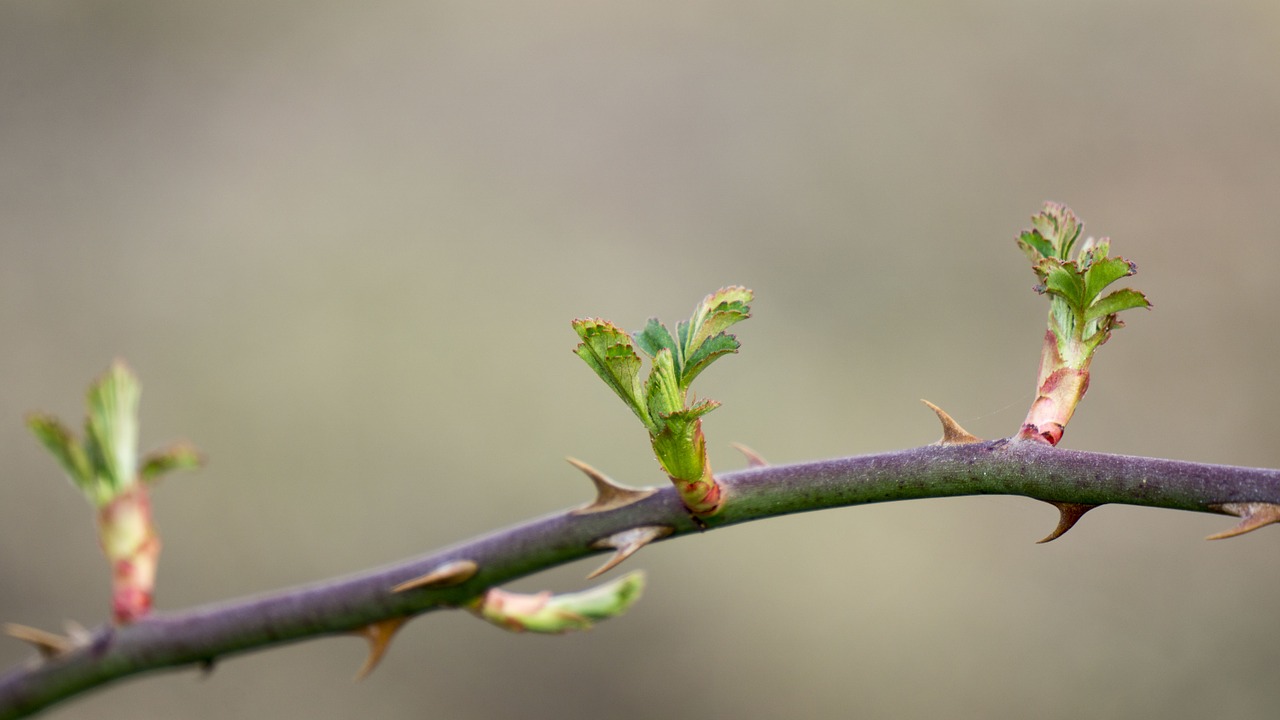 spring takeshi bud free photo