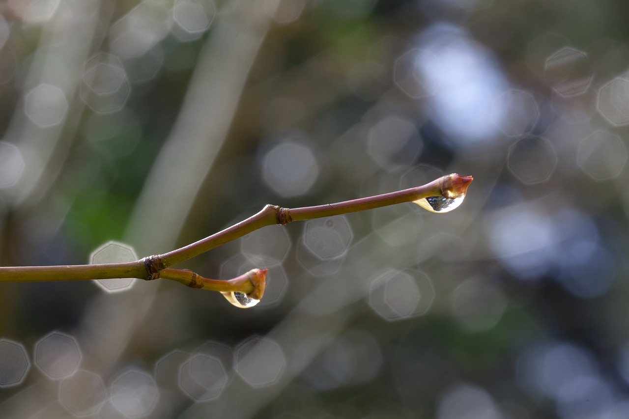 spring branch raindrop free photo
