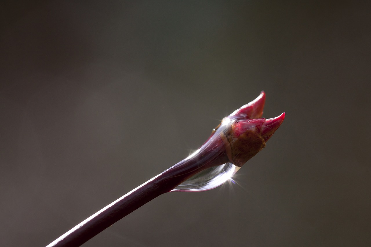 spring branch raindrop free photo