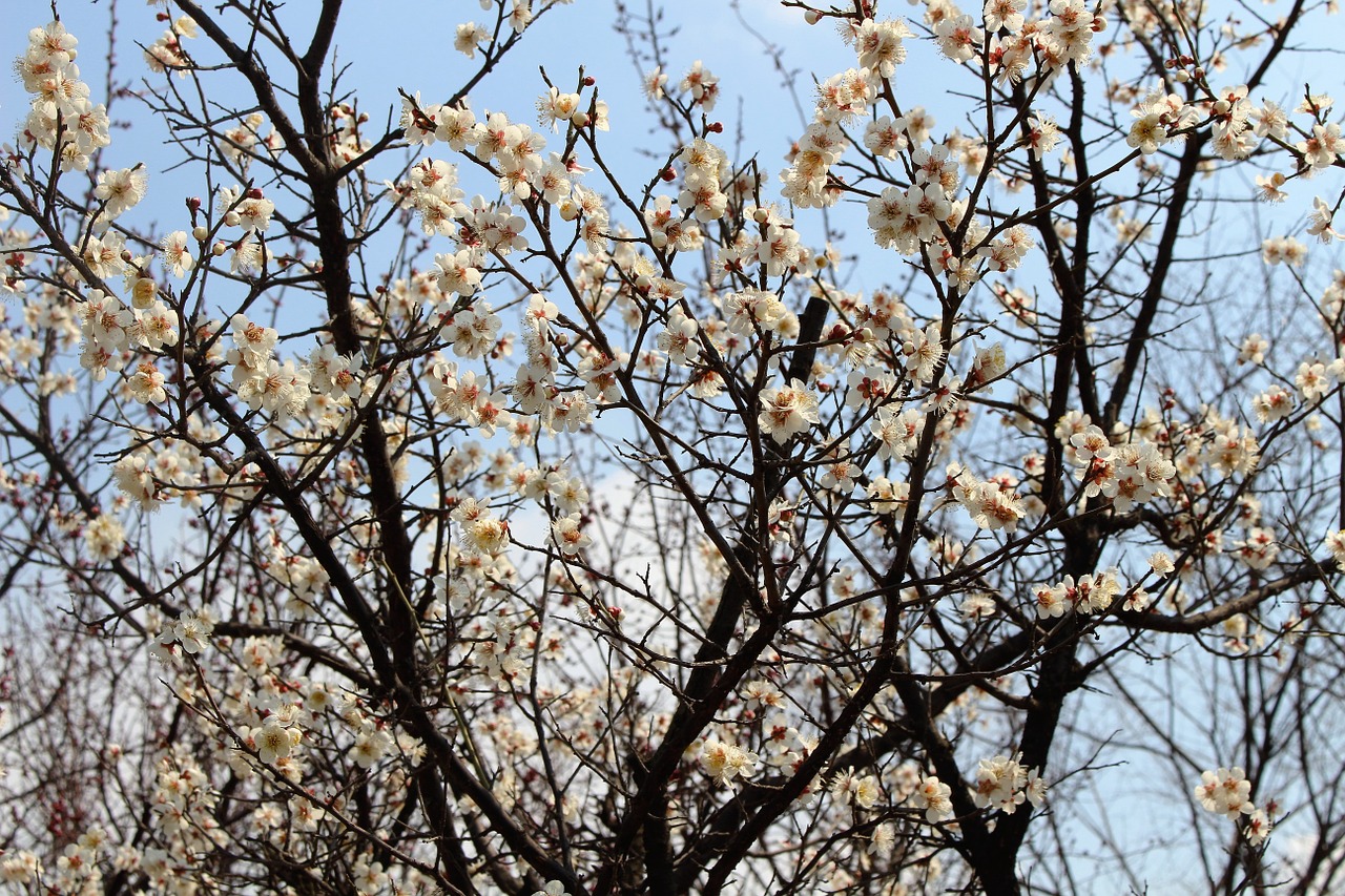 spring landscape flowers free photo