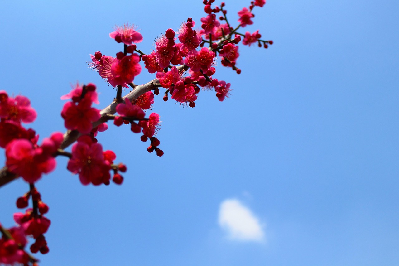 spring landscape flowers free photo