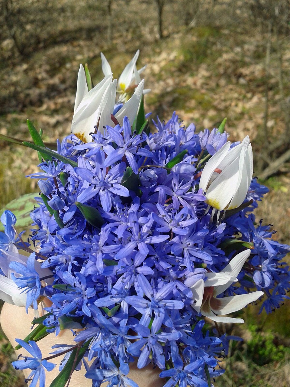 spring blue flower free photo