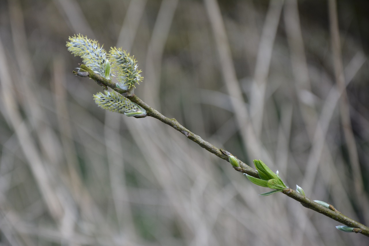 spring branch nature free photo